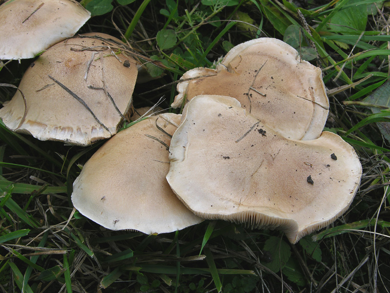 Hebeloma crustuliniforme